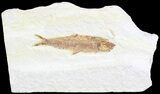 Knightia Fossil Fish - Wyoming #60452-1